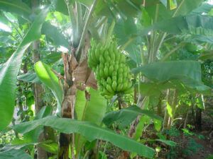 banan_growing
