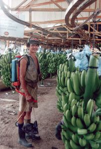 herbicide-spraying_bananer